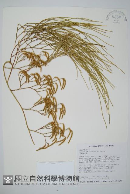 木賊葉石松藏品圖，第1張