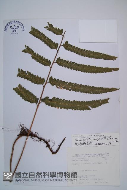 邊緣鱗蓋蕨藏品圖，第1張
