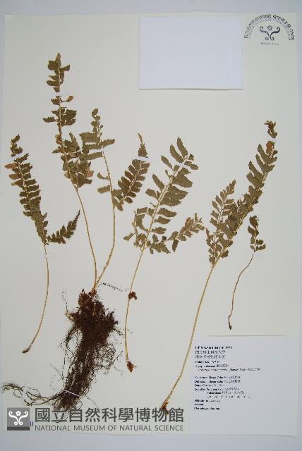 韓氏耳蕨藏品圖，第1張