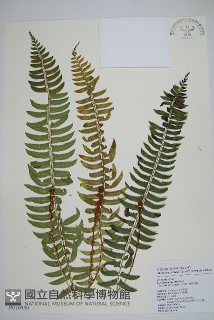 臺東耳蕨藏品圖，第1張