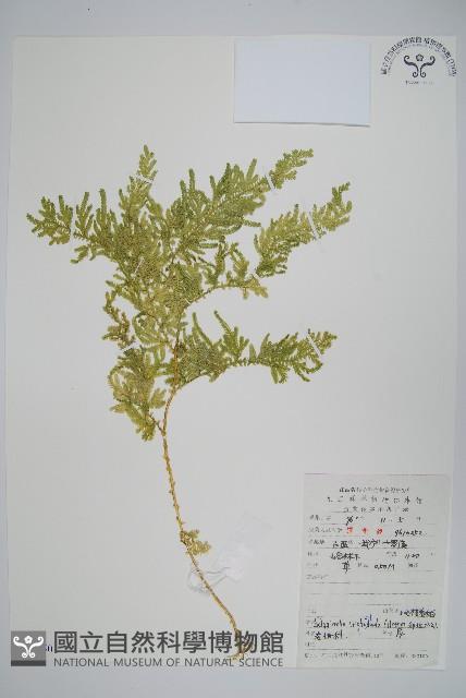 毛枝卷柏藏品圖，第1張