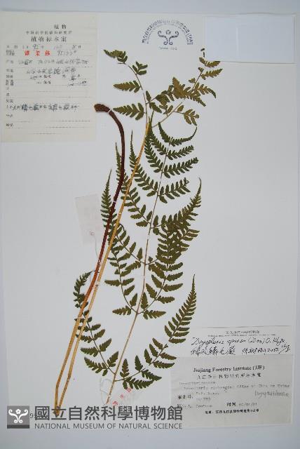 長葉鱗毛蕨藏品圖，第1張