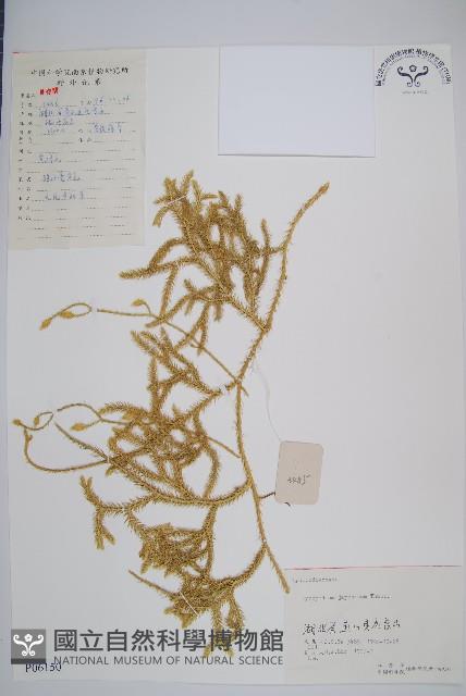 石松藏品圖，第1張