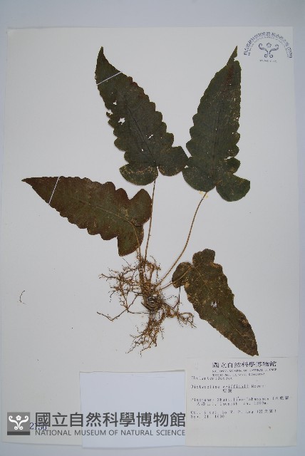 聖蕨藏品圖，第1張