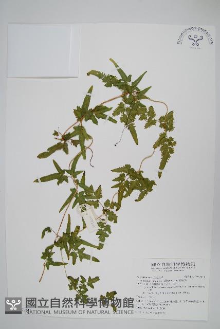 海金沙藏品圖，第1張