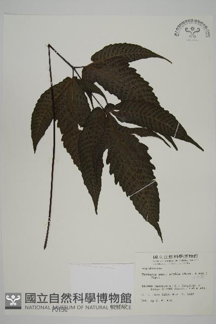 三叉蕨藏品圖，第1張