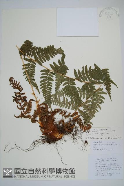 二型鱗毛蕨藏品圖，第1張