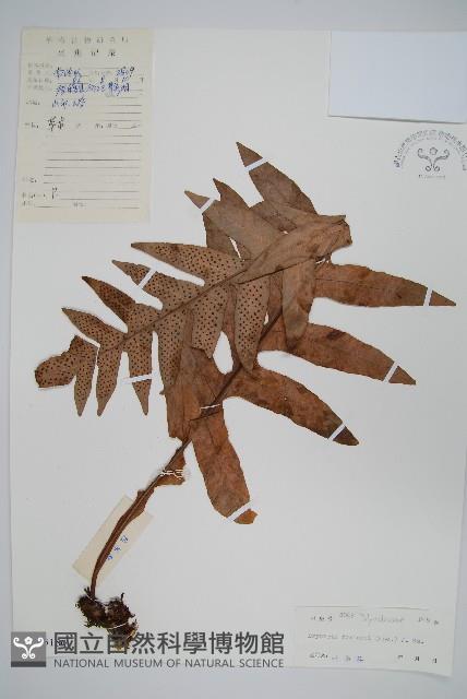 槲蕨藏品圖，第1張