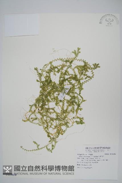 疏葉卷柏藏品圖，第1張