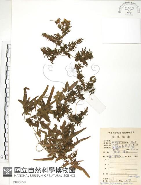 海金沙藏品圖，第1張