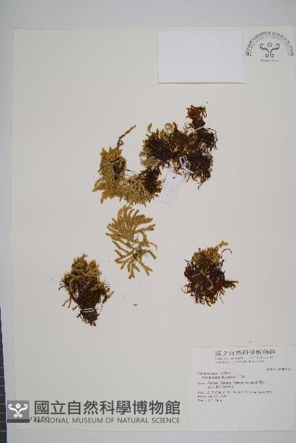 玉山石松藏品圖，第1張