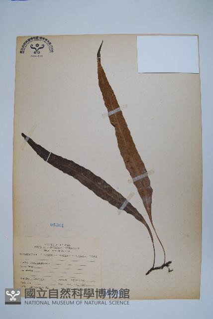 波氏星蕨藏品圖，第1張