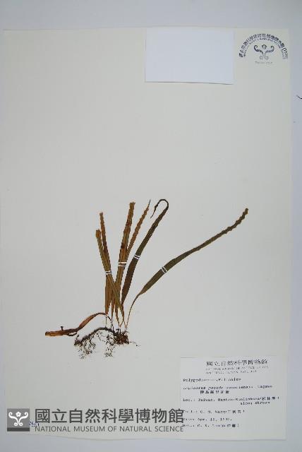 擬烏蘇里瓦葦藏品圖，第1張