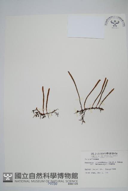 登錄號:P000750藏品圖，第1張