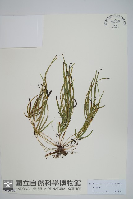 登錄號:P010750藏品圖，第1張