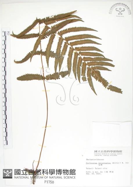 毛蕨藏品圖，第1張