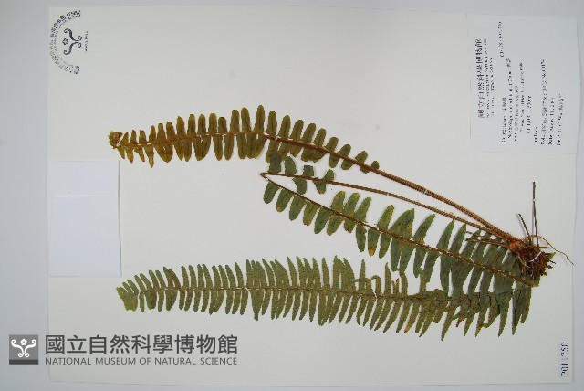 腎蕨藏品圖，第1張
