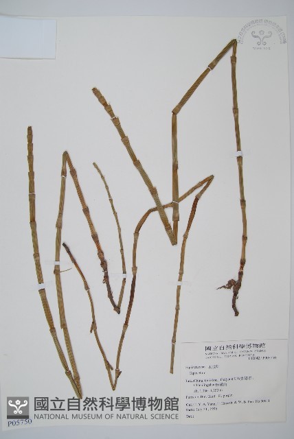 登錄號:P005750藏品圖，第1張