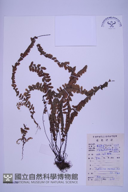 生芽鐵角蕨藏品圖，第1張