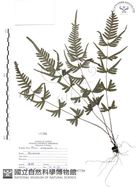 半邊羽裂鳳尾蕨藏品圖，第1張