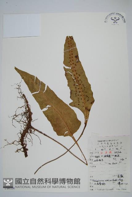 盾蕨藏品圖，第1張