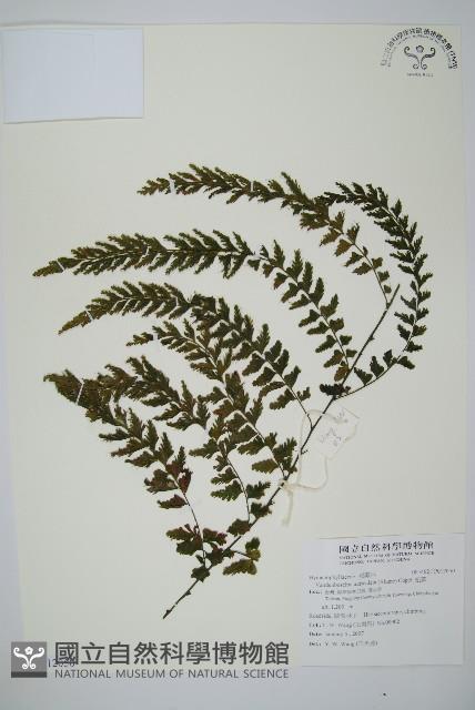 瓶蕨藏品圖，第1張