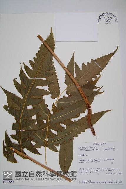 登錄號:P010050藏品圖，第1張