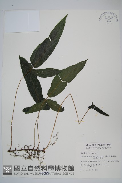 新月蕨藏品圖，第1張