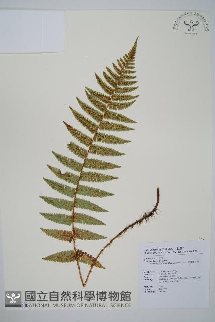 密鱗鱗毛蕨藏品圖，第1張