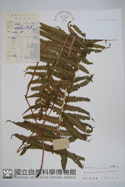 密毛毛蕨藏品圖，第1張