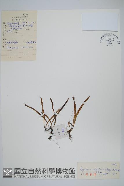 烏蘇里瓦葦藏品圖，第1張