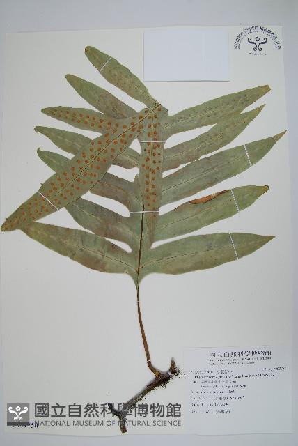 Accession Number:P009750 Collection Image, Figure 1, Total 2 Figures