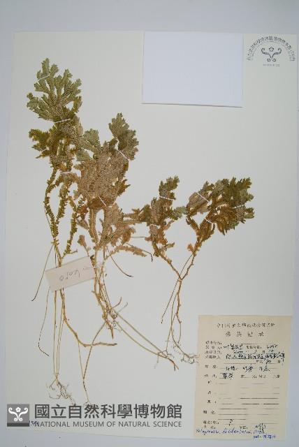 生根卷柏藏品圖，第1張