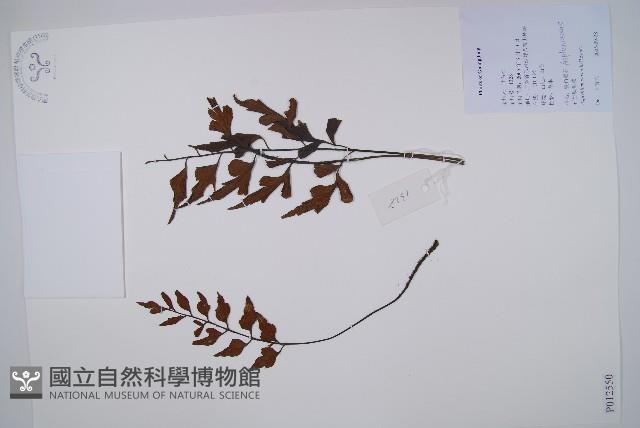 石生鐵角蕨藏品圖，第1張