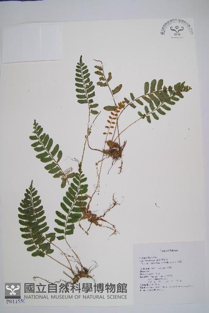 刺蕨藏品圖，第1張