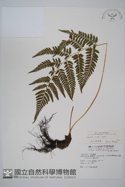 高山蹄蓋蕨藏品圖，第1張