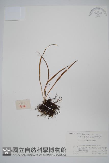 紐柄書帶蕨藏品圖，第1張