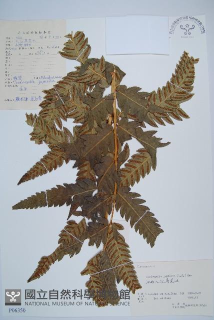 日本狗脊蕨藏品圖，第1張