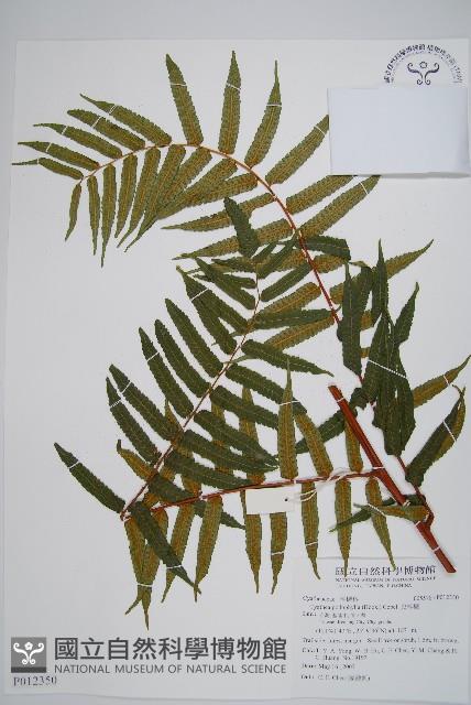 鬼桫欏藏品圖，第1張