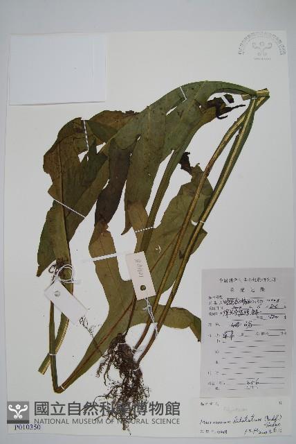 Accession Number:P010350 Collection Image, Figure 1, Total 2 Figures