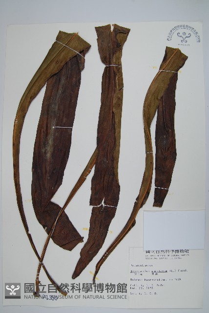 星蕨藏品圖，第1張