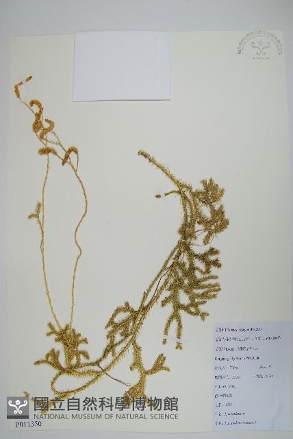 石松藏品圖，第1張