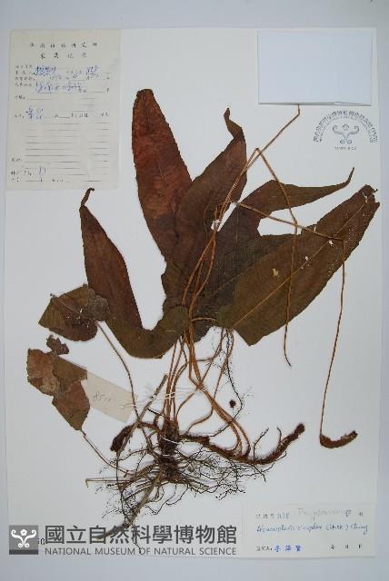 單葉新月蕨藏品圖，第1張