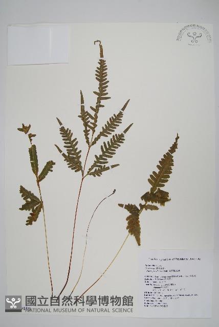 翅柄鳳尾蕨藏品圖，第1張