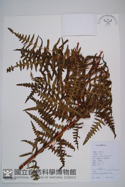 栗蕨藏品圖，第1張