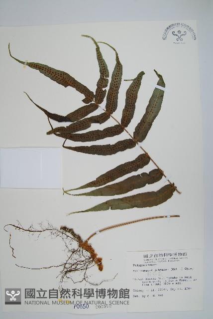 肢節蕨藏品圖，第1張