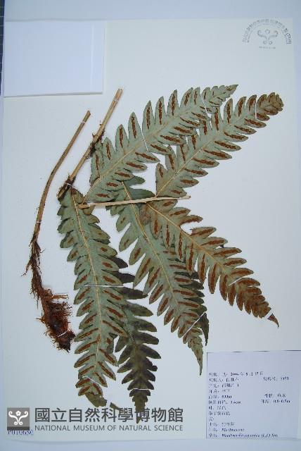 日本狗脊蕨藏品圖，第1張