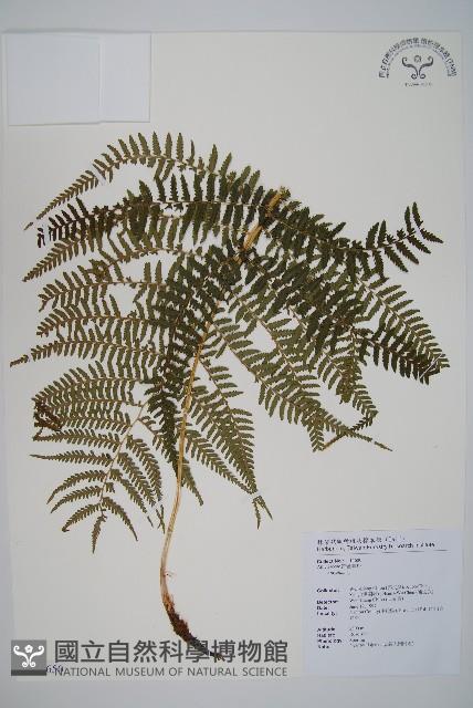 對生蹄蓋蕨藏品圖，第1張