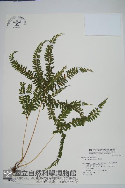 網脈鱗始蕨藏品圖，第1張