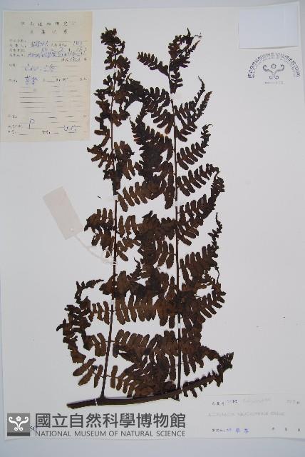 褐色短腸蕨藏品圖，第1張